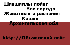 Шиншиллы пойнт ns1133,ny1133. - Все города Животные и растения » Кошки   . Архангельская обл.